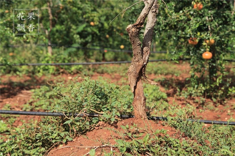 问曹老师,究竟哪些地方才适合发展软籽石榴?