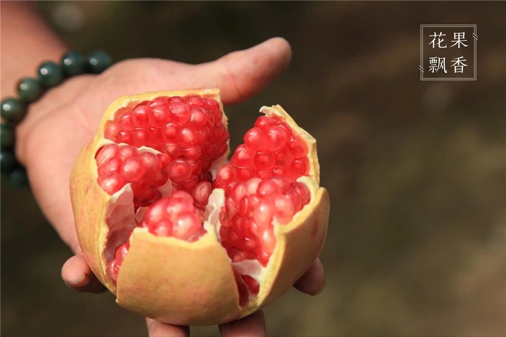 问曹老师,究竟哪些地方才适合发展软籽石榴?