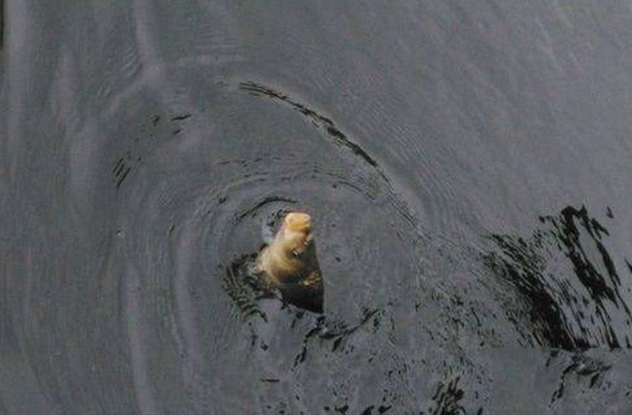 我的爸爸特别喜欢钓鱼,我的爸爸喜欢钓鱼作文二年级