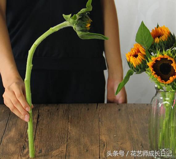 摘下来的向日葵如何养活,向日葵的养护方法和注意事项图文