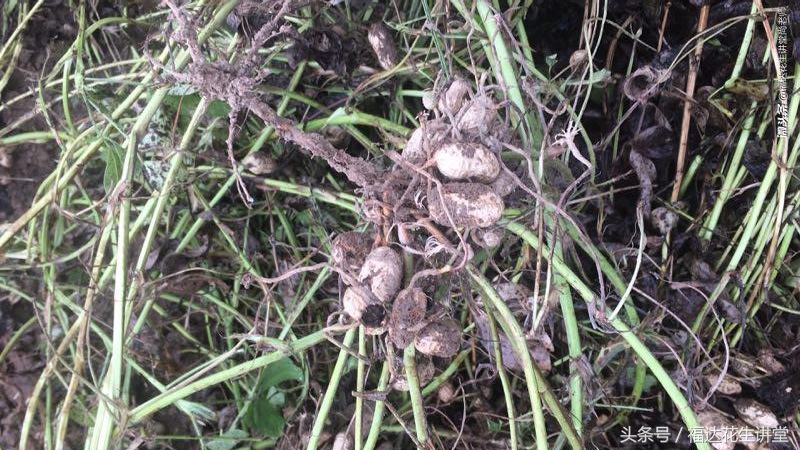 花生茬种小麦麦苗发黄是怎么回事,夏花生出苗不齐怎么回事