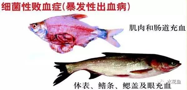 暴发性出血病和肠炎,暴发性败血症