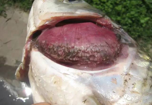 暴发性出血病和肠炎,暴发性败血症