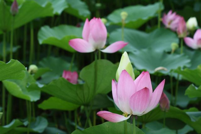 当领导说有人打你小报告怎么回答,职场有人打小报告领导怎么看