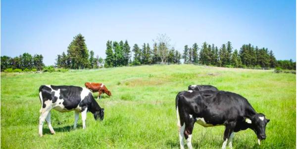 到济州岛旅行行程,济州岛一年往返12次