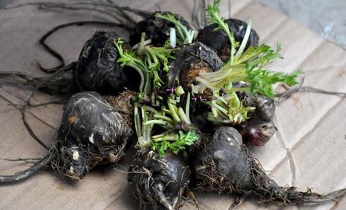 这南美喂牲口的菜,曾在我国卖到上万,现在每斤八块,你吃过吗?