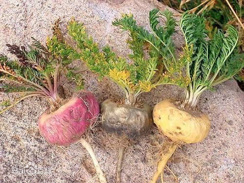 这南美喂牲口的菜，曾在我国卖到上万，现在每斤八块，你吃过吗？