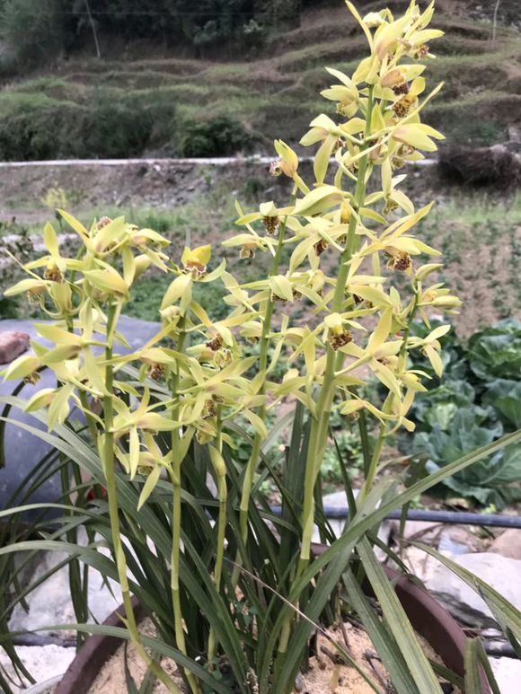 用苔藓怎么养兰,养好兰花的材料