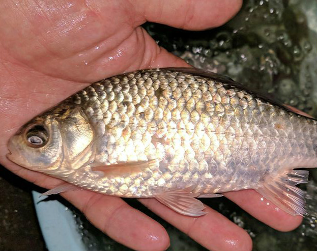 野钓用鲫鱼好还是蚯蚓好,野钓用蚯蚓好还是商品饵效果好