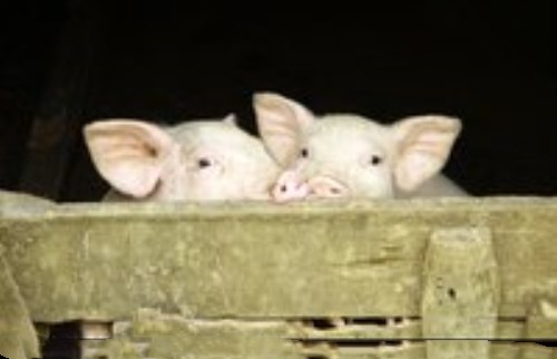 刚生下的小猪软弱无力怎么回事,初生小猪均匀度的影响和解决方案