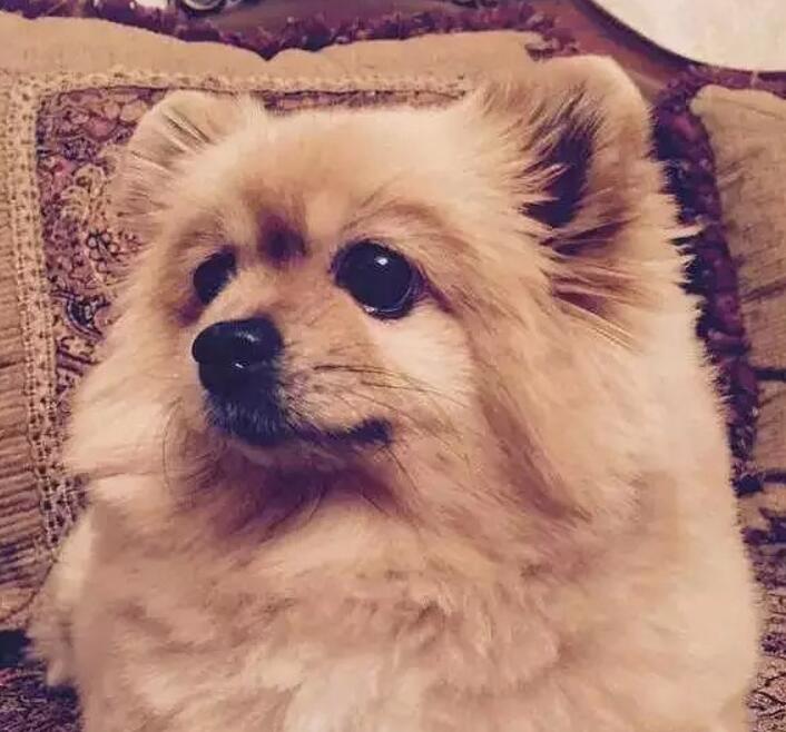 一个超级感人关于狗狗的故事,暖心主人和励志狗狗的故事