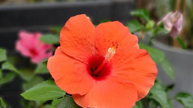 三星note9照相故障,三星note9的照相镜头最边上是什么