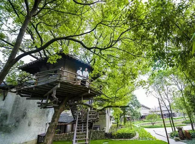 乡村振兴看浙江,乌镇乌村考察报告