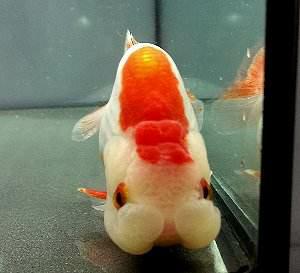 兰寿都是短尾巴吗,兰寿为什么短尾