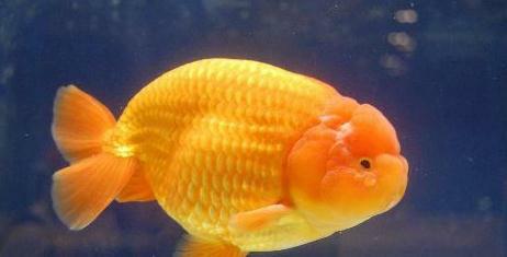 兰寿都是短尾巴吗,兰寿为什么短尾