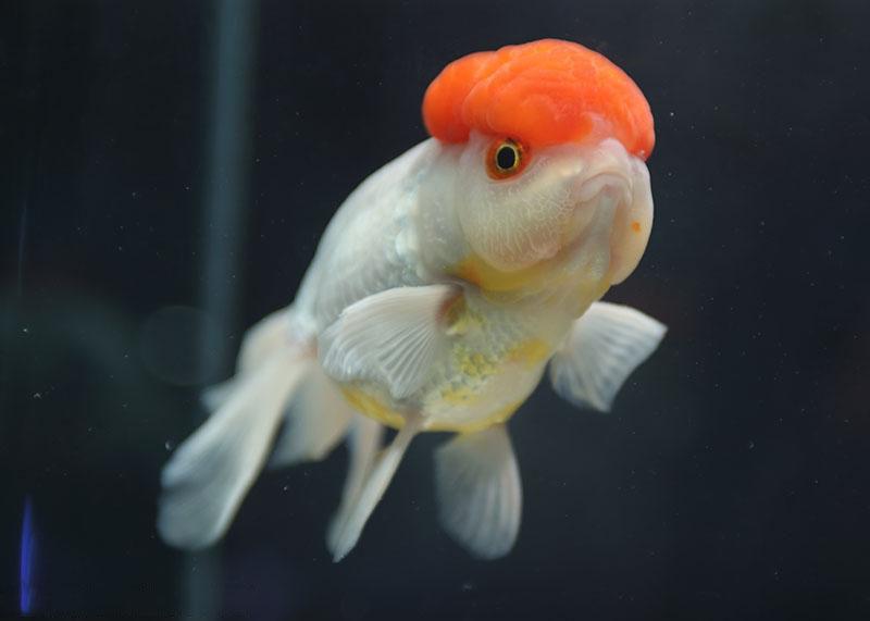 兰寿都是短尾巴吗,兰寿为什么短尾