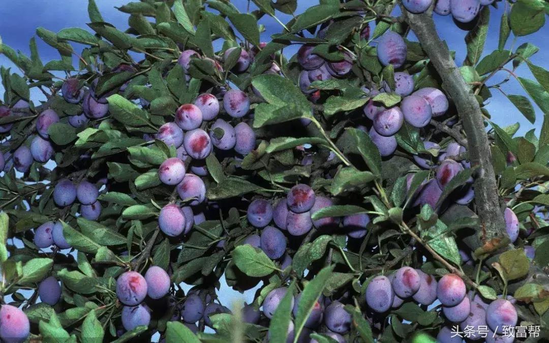 新培育水果品种大全,用种子最容易培育的水果