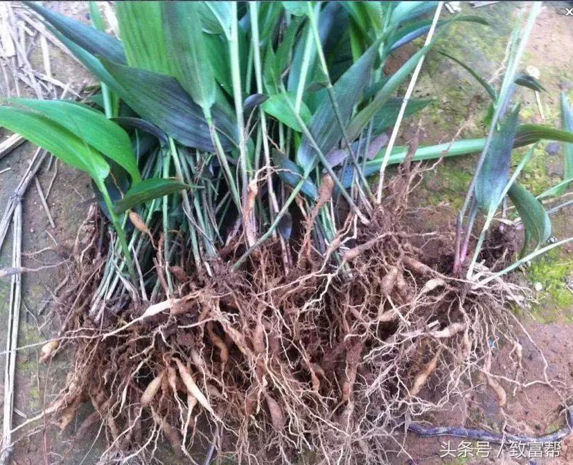 新培育水果品种大全,用种子最容易培育的水果