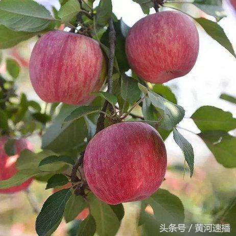 寺河山果农李英理：苹果成了金蛋蛋