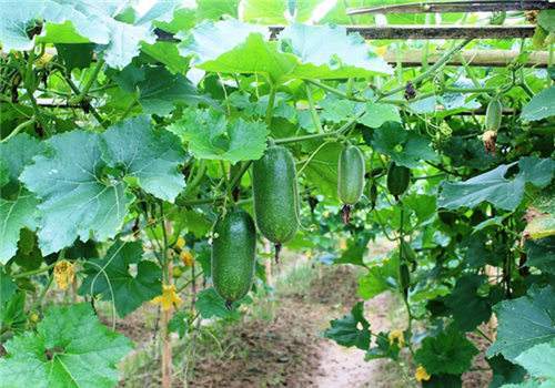 节瓜的种植技术与管理,海南单排毛节瓜高产栽培技术视频
