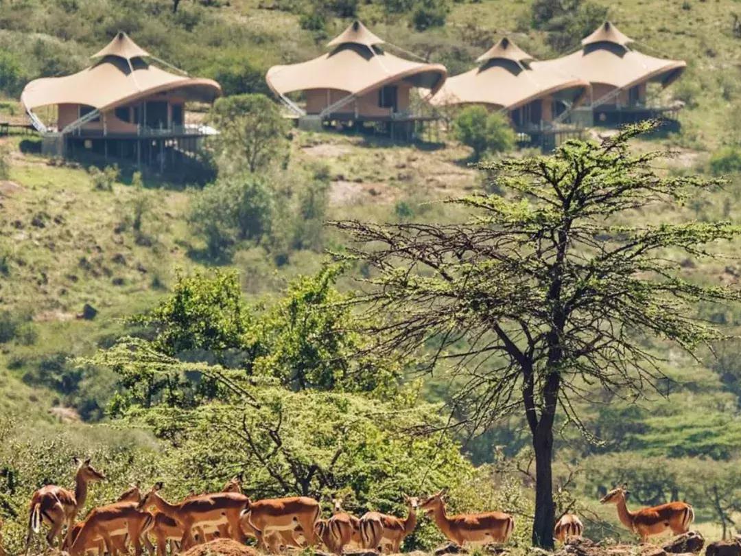 非洲丨生命大迁徙的狂奔之旅