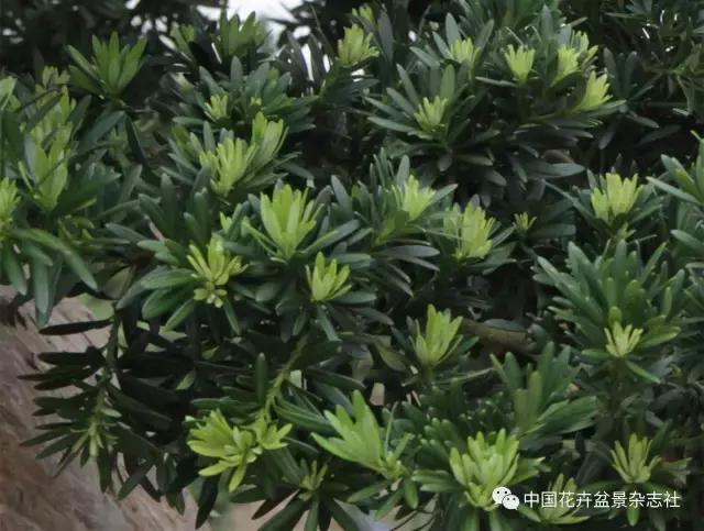 原生桩造型,原生苗盆景定型