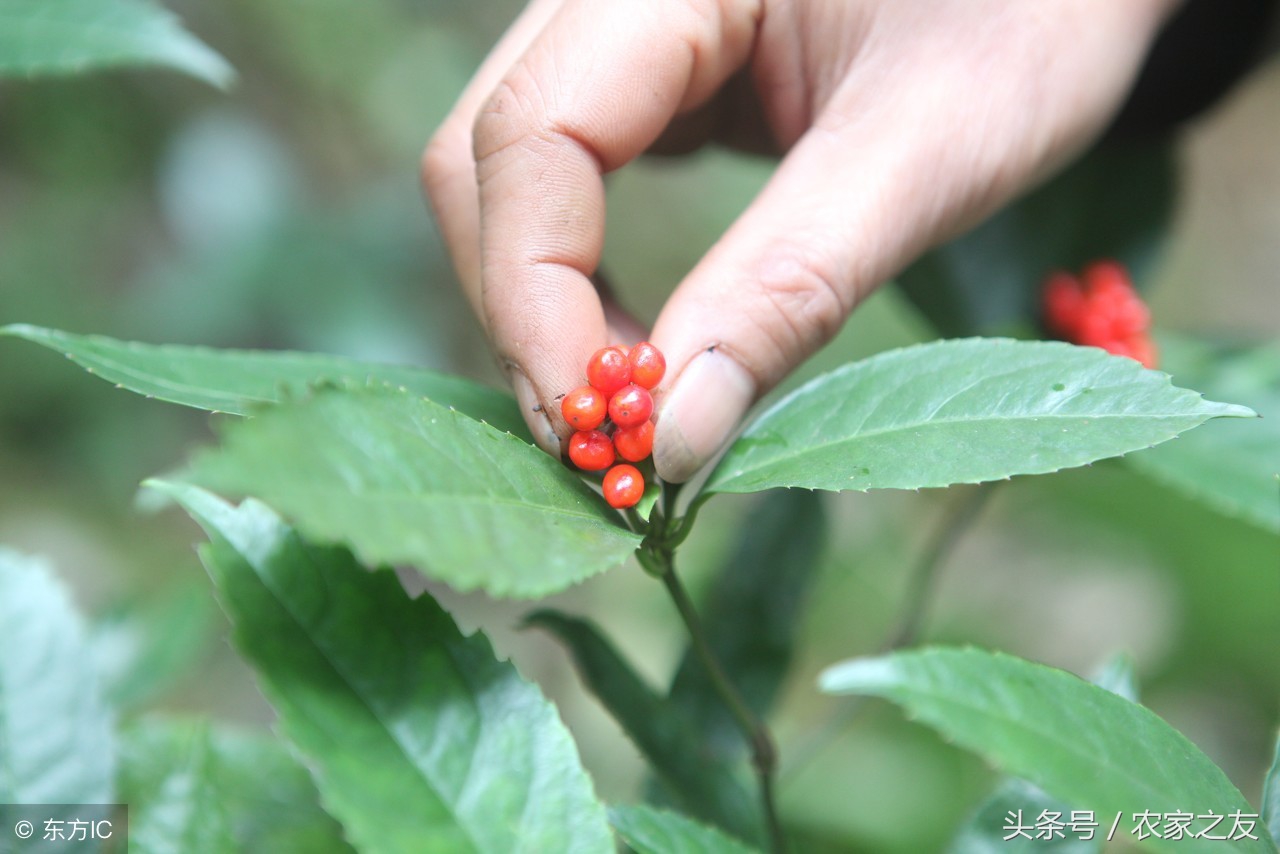 广西中草药产业发展现状,广西名贵药材种植基地名单
