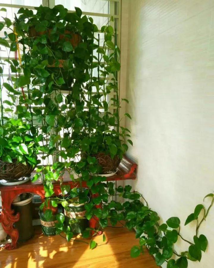 绿萝养得好的秘密,绿萝长得太长会有什么不吉利吗