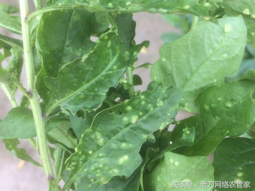 枸杞瘿螨病怎么治疗小妙招,枸杞叶长瘿螨怎么治