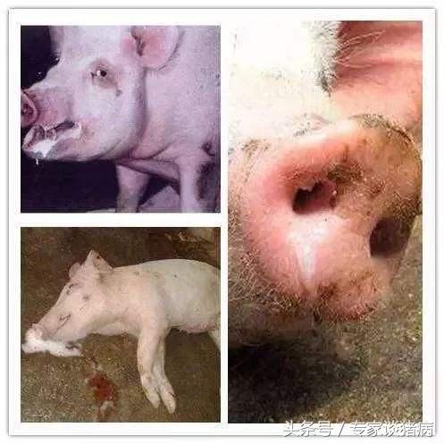 猪场怎样预防咳喘,秋季咳喘