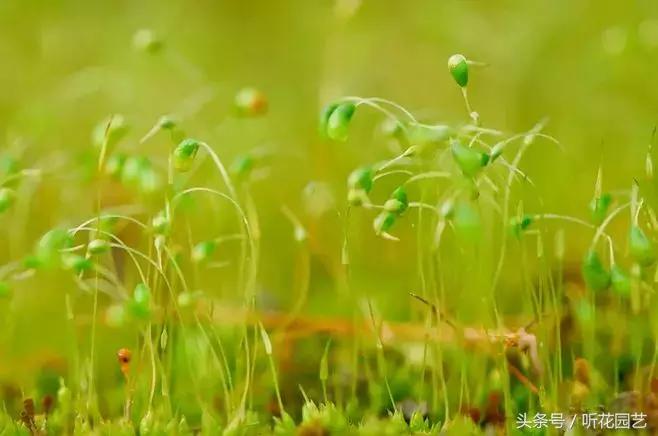 苔藓王国,奇妙的苔藓世界