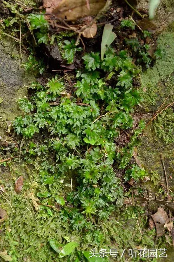 苔藓王国,奇妙的苔藓世界