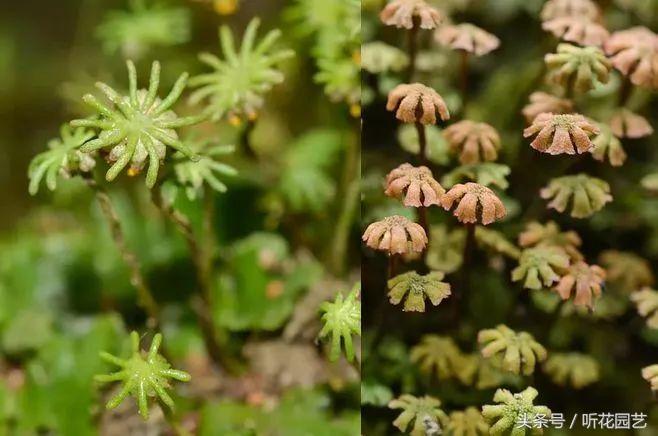 苔藓王国,奇妙的苔藓世界
