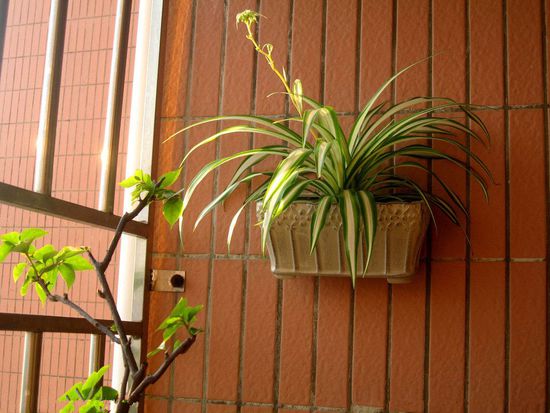 水养绿萝用什么药片养,吊兰绿萝玻璃瓶水养