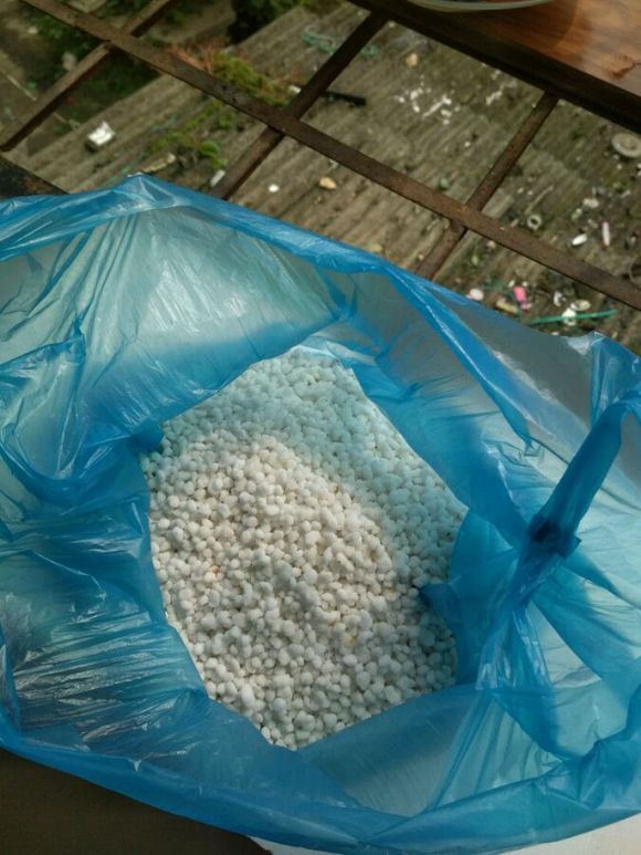 绿萝用黄瓜养根,绿萝怎么养才能养得更旺盛