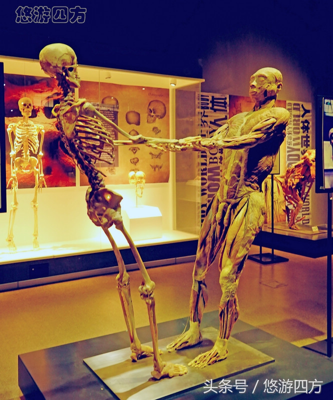 这个博物馆的展品略显重口味，胆小者不敢看，揭示了生命的奥秘！