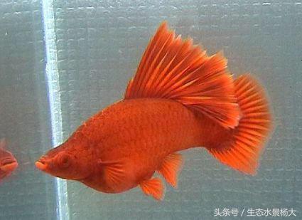 东北特产红茅,东北特产红蚂蚁