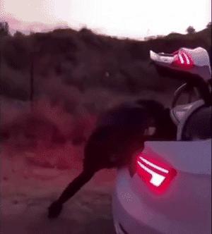 汽车电动尾门要不要装,汽车自带的电动尾门