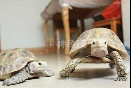 在广东鳄龟冬眠的正确方法,缅因在广东怎么养