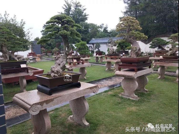 百年精品流苏老桩盆景,精品南天竺盆景