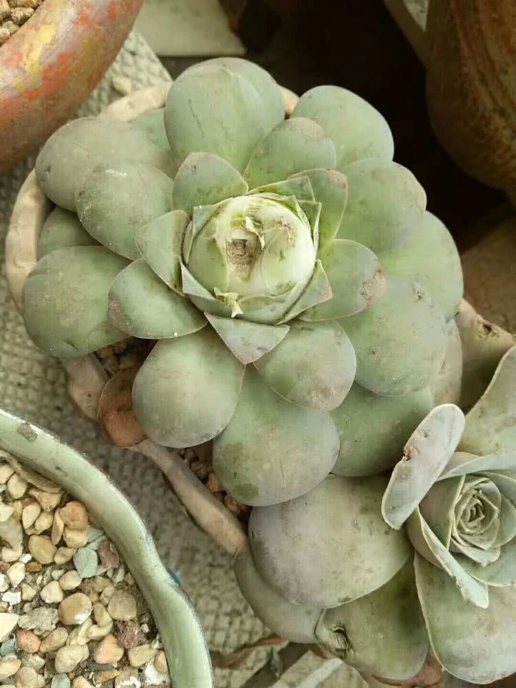 命运多舛，痴迷淡然，肉坚强们逆袭在秋天！