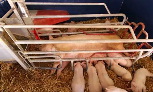 哺乳仔猪先呕吐后拉稀什么原因,产后十天仔猪拉稀呕吐不吃奶