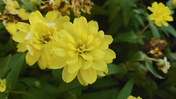 vivonex旗舰版竖屏变横屏,vivonex3s突破熄屏开不了机