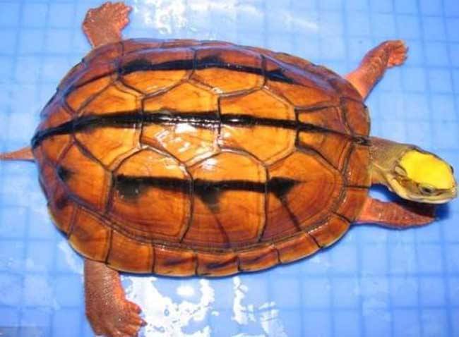 龟病症状,病龟各种症状