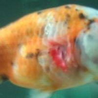 赤皮病用什么药,赤皮病的防治方法