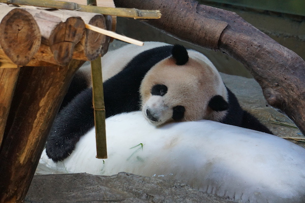 黑色十一代本田雅阁自驾游,本田雅阁轿车自驾游的真实生活