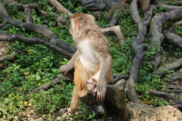 黑色十一代本田雅阁自驾游,本田雅阁轿车自驾游的真实生活