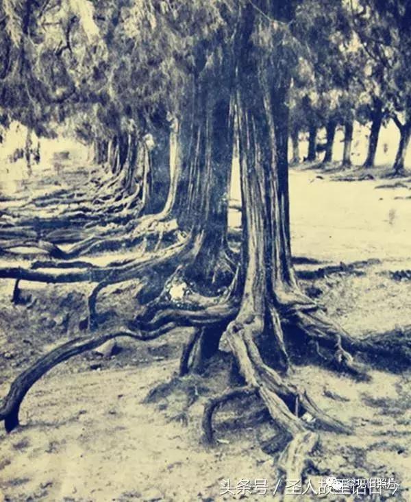 孔府孔林孔庙的高清图片,孔府孔庙孔林经典高清照片