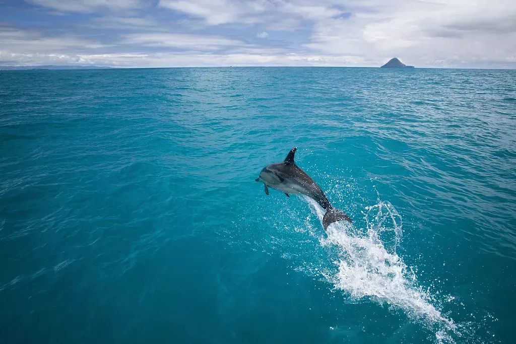 秦岚参加米兰时装周,上海时装周走秀秦岚
