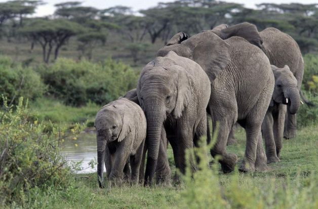 专栏｜用进化来躲避追杀！大象也学会“自救”了？